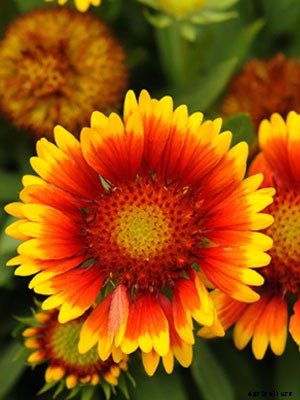 Gaillardia Growing Guide