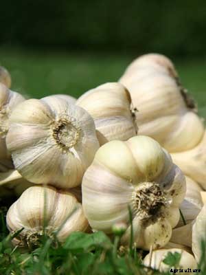 Garlic Growing Guide