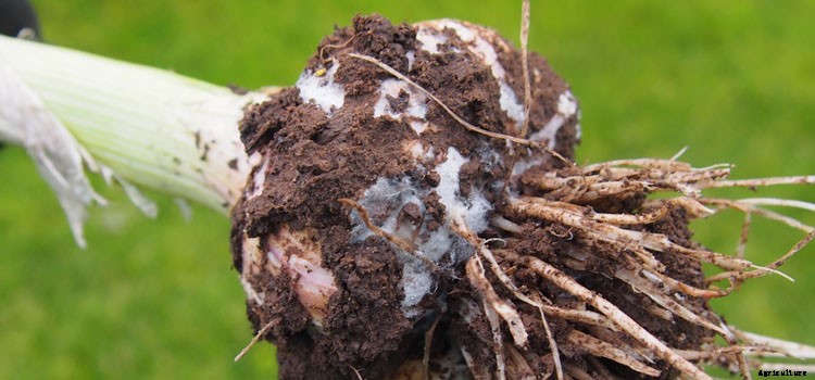 Garlic Growing Guide