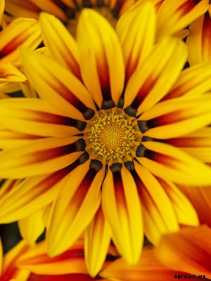Gazania Growing Guide