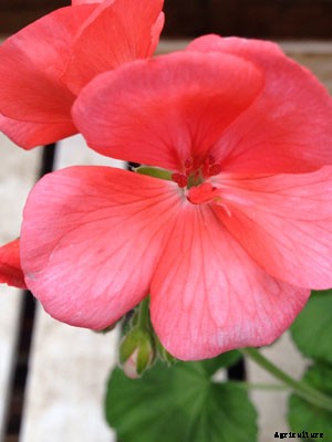 Geranium Growing Guide