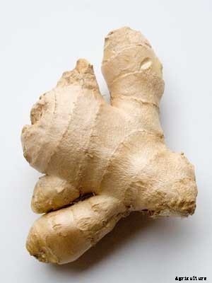 Ginger Growing Guide
