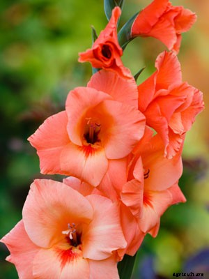 Gladiolus Growing Guide