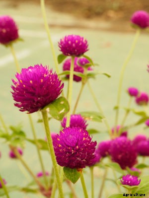 Gomphrena Growing Guide