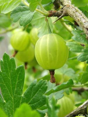 Gooseberry Growing Guide