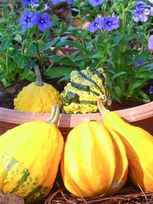Gourd Growing Guide