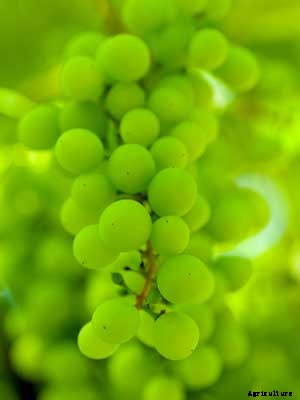 Grape Vine Growing Guide