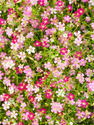 Gypsophila Growing Guide