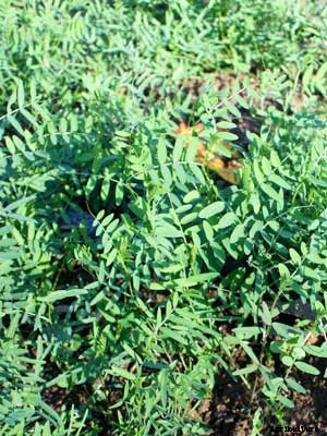 Hairy Vetch Growing Guide