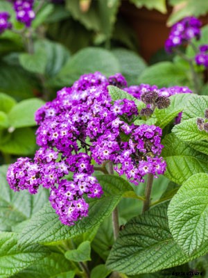 Heliotrope Growing Guide