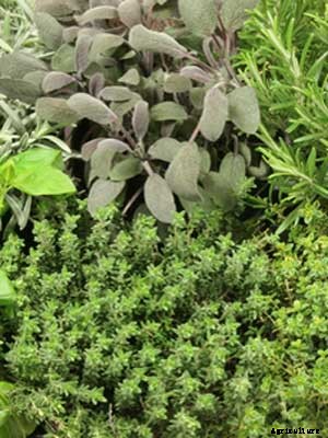 Herb Growing Guide