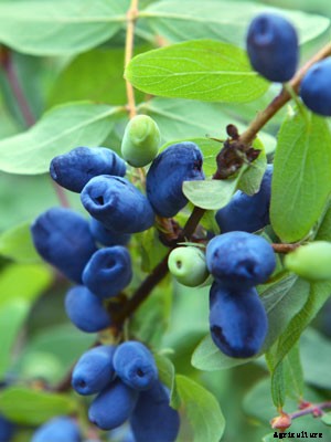 Honeyberry Growing Guide