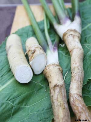 Horseradish Growing Guide