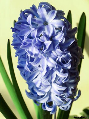 Hyacinth Growing Guide