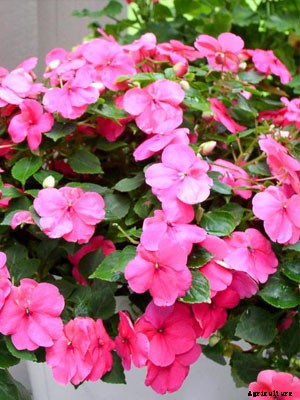 Impatiens Growing Guide