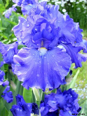 Iris Growing Guide