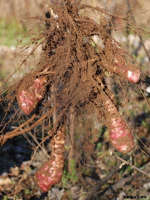 Jerusalem Artichoke Growing Guide