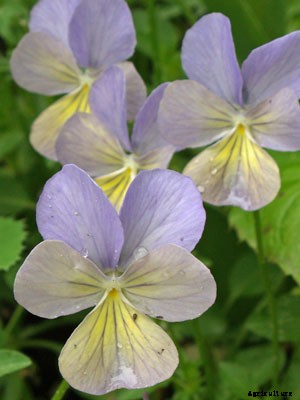 Johnny Jump Up Growing Guide