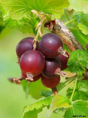 Jostaberry Growing Guide