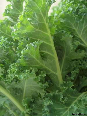 Kale Growing Guide