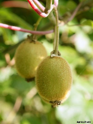 Kiwi Growing Guide