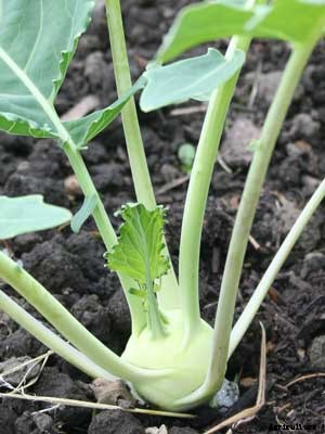 Kohlrabi Growing Guide