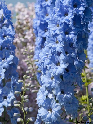 Larkspur Growing Guide