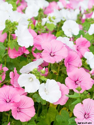 Lavatera Growing Guide