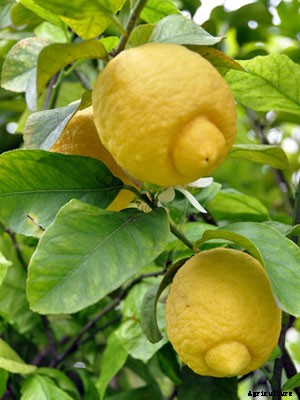 Lemon Growing Guide