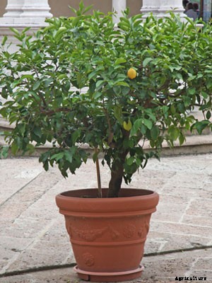 Lemon (Container Grown) Growing Guide