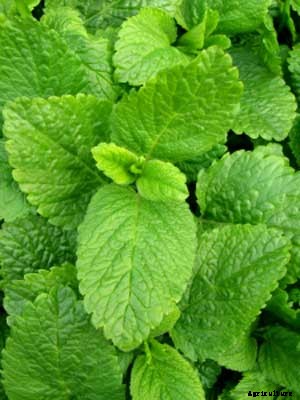 Lemon Balm Growing Guide