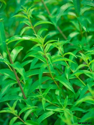 Lemon Verbena Growing Guide