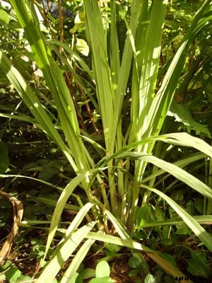 Lemongrass Growing Guide