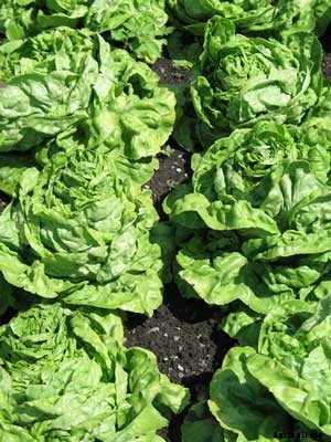 Lettuce (Crisphead) Growing Guide