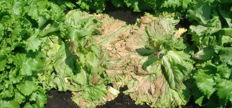 Lettuce (Crisphead) Growing Guide