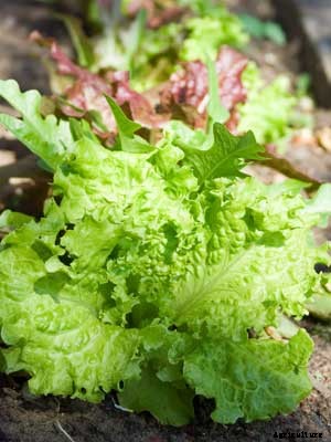 Lettuce (Leaf) Growing Guide