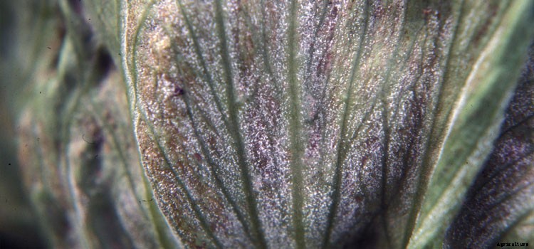 Lettuce (Crisphead) Growing Guide