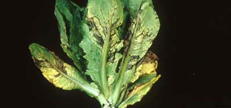 Lettuce (Leaf) Growing Guide