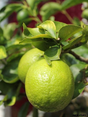 Lime Growing Guide