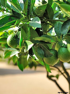 Lime (Container Grown) Growing Guide
