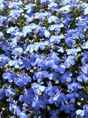 Lobelia Growing Guide