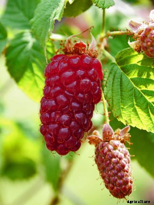Loganberry Growing Guide