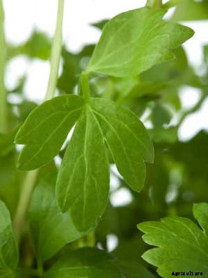Lovage Growing Guide