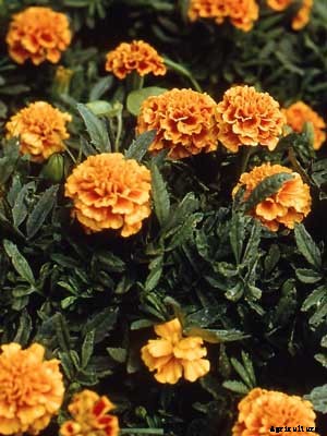 Marigold Growing Guide