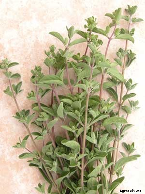 Marjoram Growing Guide