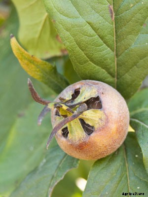 Medlar Growing Guide