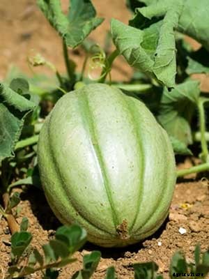 Melon Growing Guide