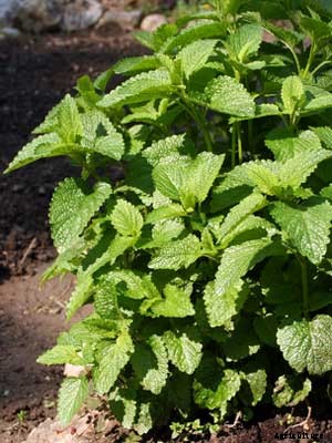 Mint Growing Guide