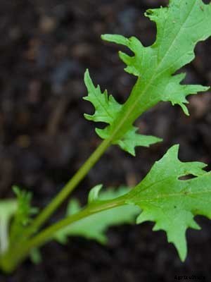 Mizuna Growing Guide