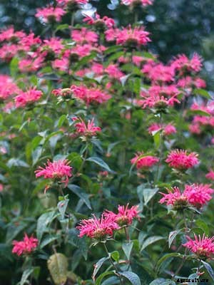 Monarda Growing Guide
